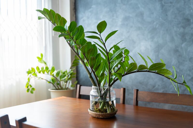 ZZ plant (Zamioculcas zamiifolia)