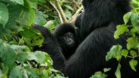 DRC to auction oil and gas permits in endangered gorilla habitat