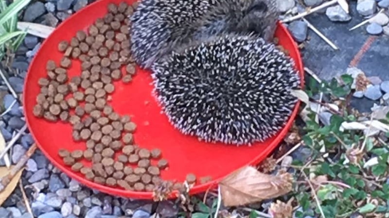 Hedgehogs feeding in Dungarvan