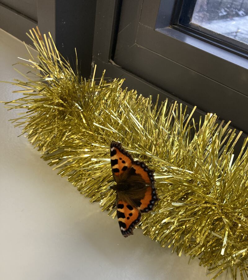 Tortoiseshell butterfly, supplied by 4th Class, St Mary's Primary School, Donnybrook