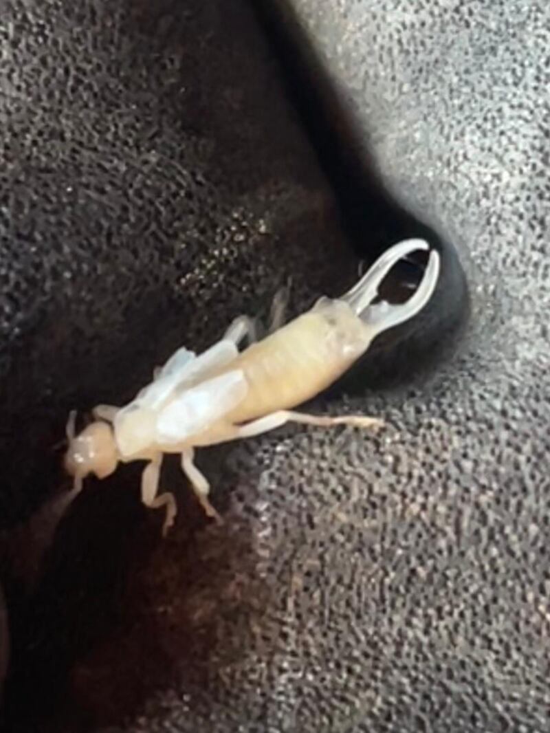 Common earwig. Photograph supplied by Sara Montgomery