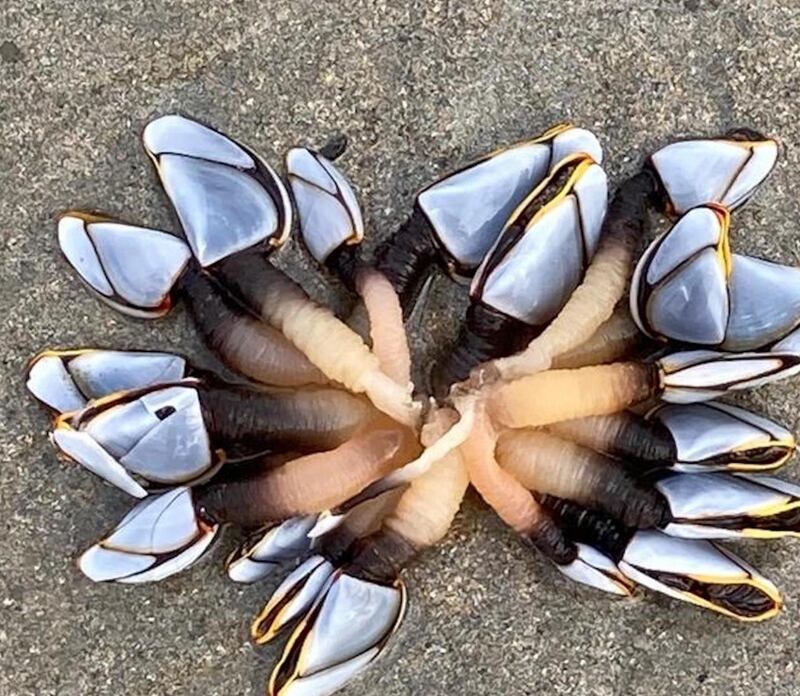 Buoy barnacles. Photograph: John Geary Rosmoney, Co Mayo