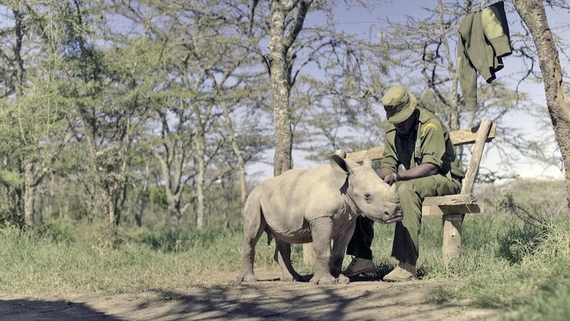 Kifaru: David Hambridge’s feature about one of the last northern white rhinoceros