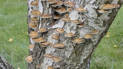 Fomitopsis betulina, commonly known as the birch polypore.