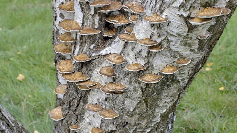 Fomitopsis betulina, commonly known as the birch polypore.