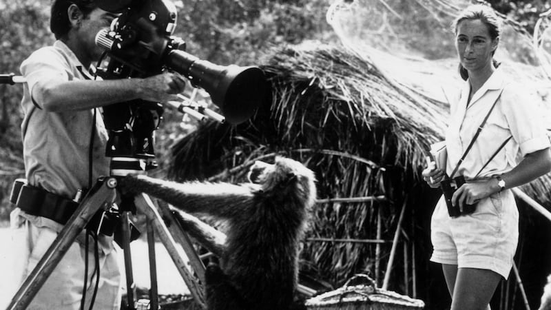 British zoologist Jane Goodall watching her photographer husband, Baron Hugo Von Lawick, adjust a camera, to which a baboon is clinging, in the Gombe Reserve, east central Africa. Photograph: Hulton Archive/Getty Images