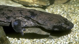 China police suspended after dining on giant salamander