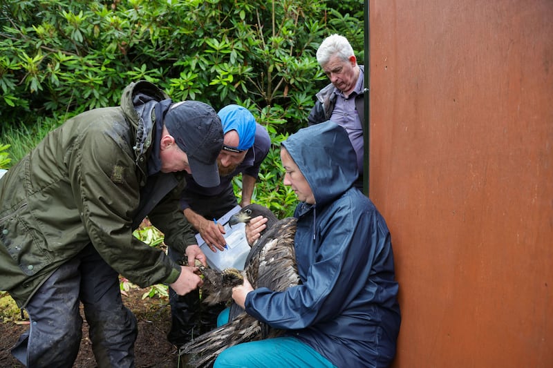 National Park and Wildlife Conservation Rangers, Damien Clarke (left), Will Hunt, Trisha Beecher, Padruig 'Brac' O'Sullivan in Killarney National Park, tagging and documenting details of the White Tailed Eagle chicks before they spread their wings further into Irish skies. Photograph: Valerie O’Sullivan
