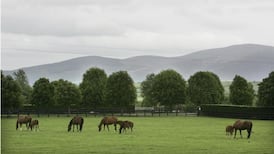 Ireland and China agree deal to allow direct export of horses