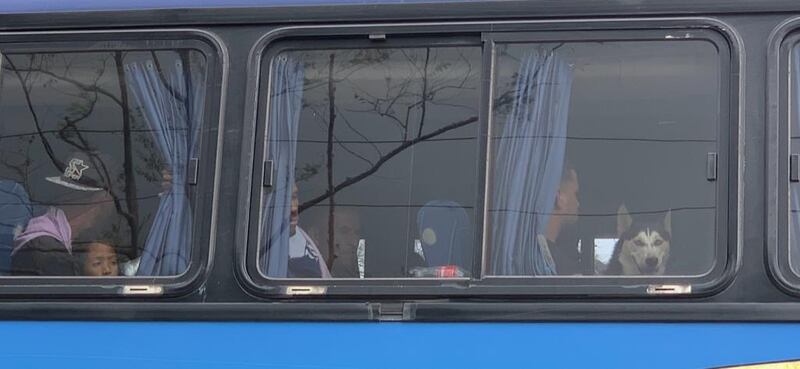 A pet huskey dog, with its teenage owner, wait on a bus outside the Los Planes reception centre in Panama. Photograph: Peter Murtagh