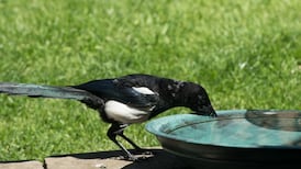 Shadow of a drought: how to help birds and plants survive