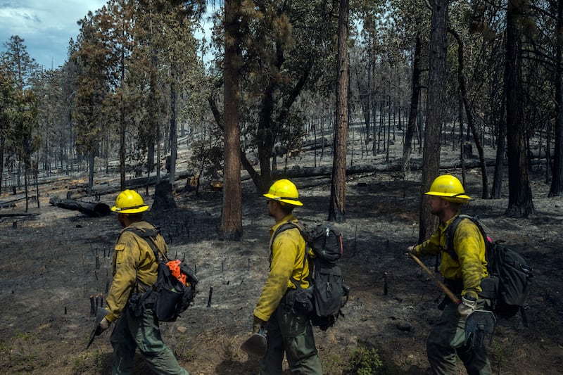 Firefighters walk through a grove of trees burned in the Washburn fire in Yosemite National Park in California. Rangers have been pruning trees in the park for as long as it has had roads, but the latest tree-cutting projects are of a much larger scale and scope. Photograph: Nic Coury/The New York Times