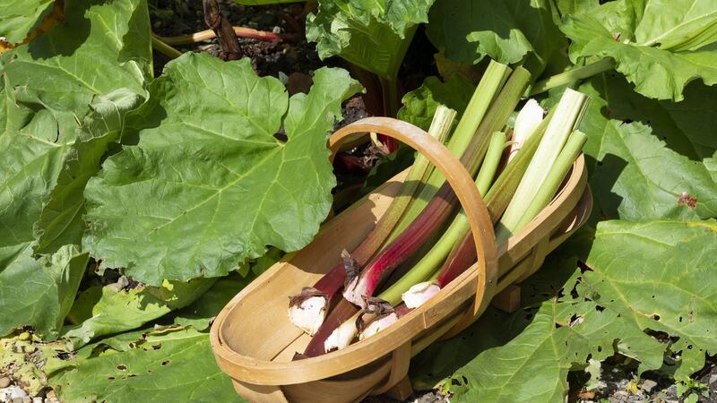 To keep rhubarb in good shape and encourage the generous production of its edible stems, now is a good time of year to mulch around the base of the plant. Photograph: Peter Titmuss/Education Images/Universal Images Group via Getty