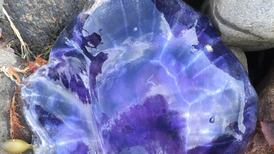 What is this jellyfish with nasty-looking stingers? Readers’ nature queries