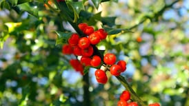 Killarney Park special branch on lookout for holly thieves