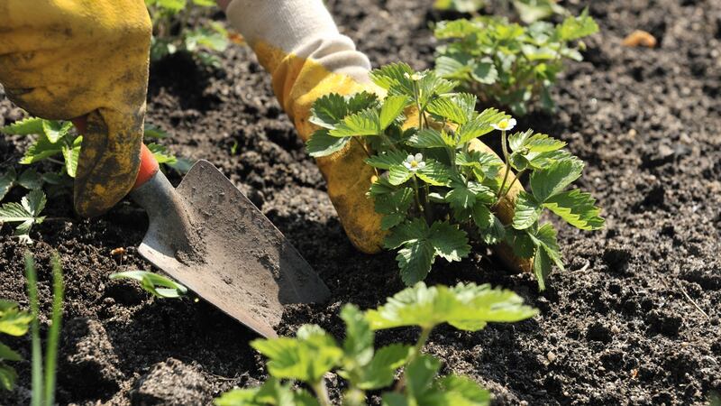 This is the perfect time of year to either create your very own little strawberry patch. Photograph: iStock