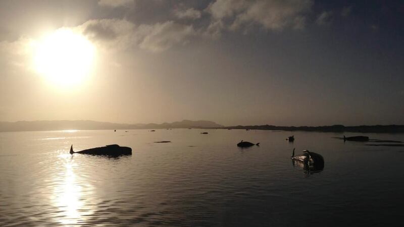 Stranded pilot whales at Farewell Spit on the South Island in New Zealand. Photograph: EPA