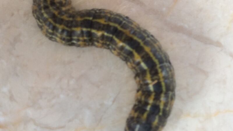 Caterpillar in Co Mayo