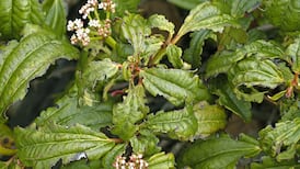 I think I might have vine weevils: Should I be worried?