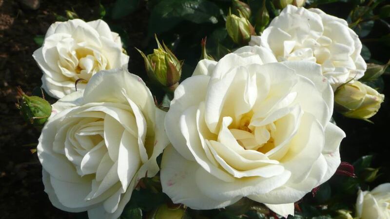 200th birthday of the Royal Horticultural Society of Ireland