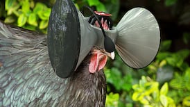 Virtual reality for chickens: welcome to the future of food