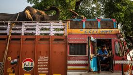 How to attract a killer tigress? Try a bottle of Calvin Klein Obsession