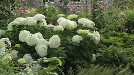 Mopheads and lacecaps: Hydrangeas hit the heights of gardening style