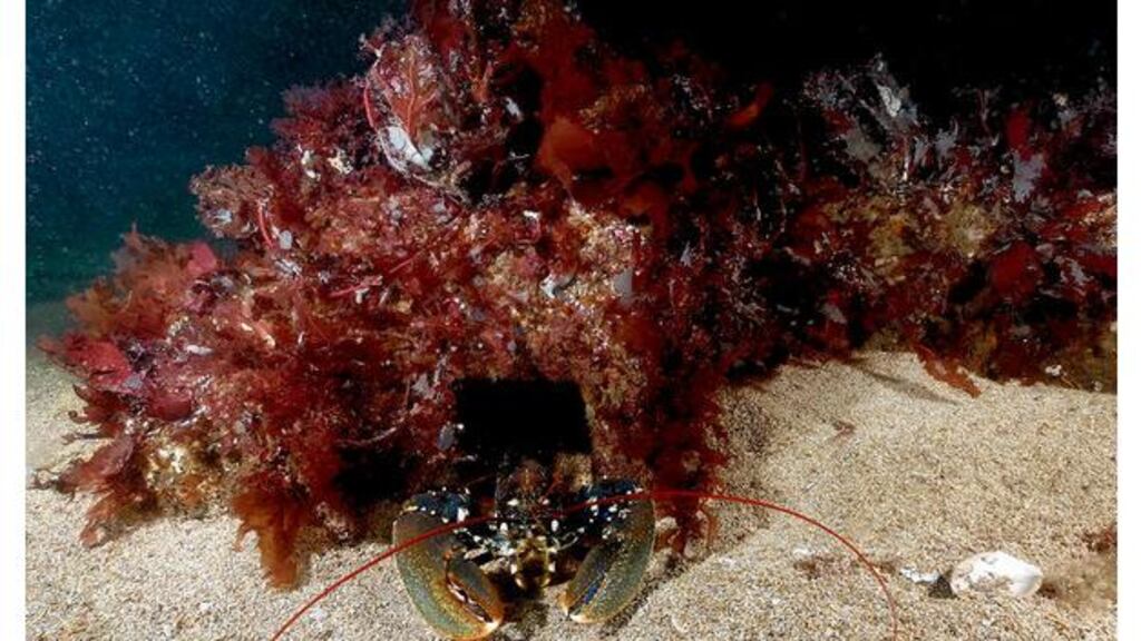 Sean Lynch's photograph of a resident of one of the DeLorean tooling presses on the seabed in Kilkieran Bay in Galway, from DeLorean: Progress Report