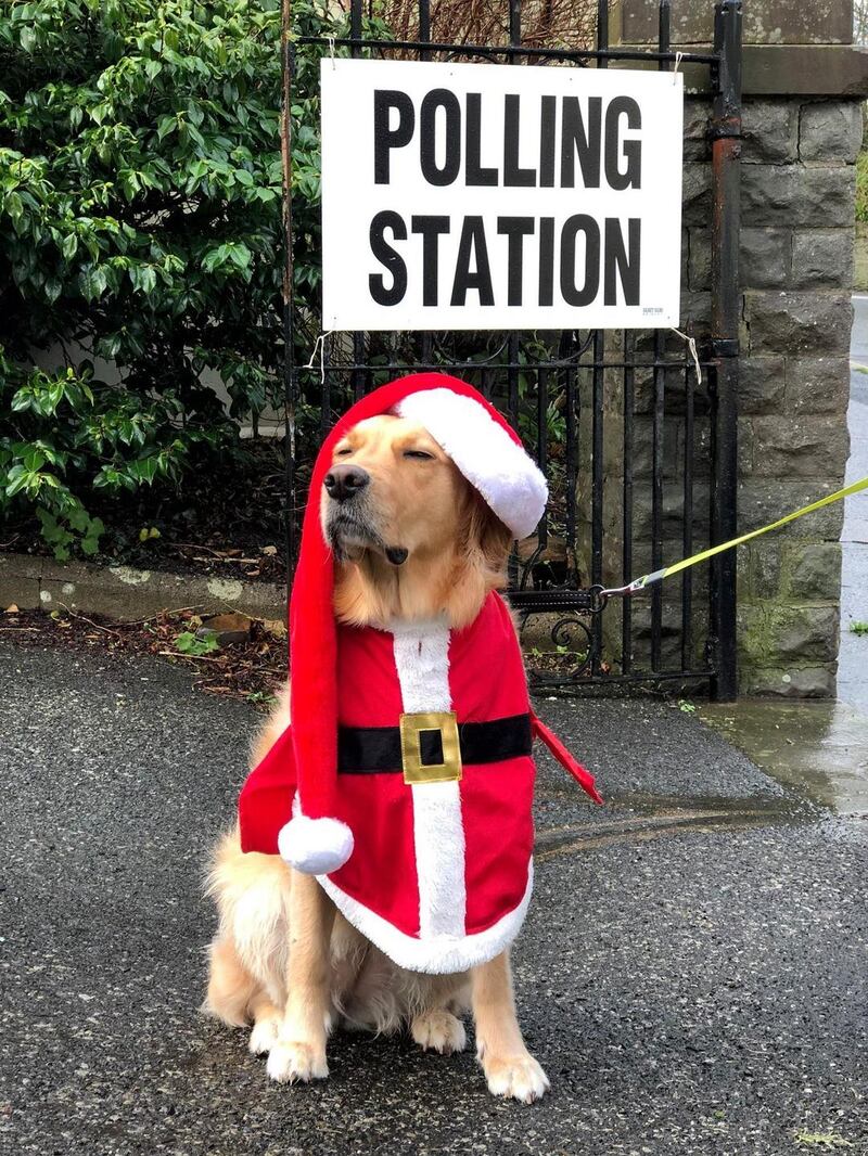 Millie wears a Christmas outfit at a polling station in Britain. Photograph: @Sewingloon/PA Wire
