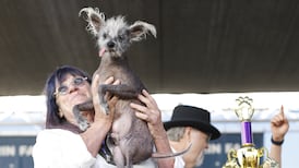 Scooter, a Chinese crested, is crowned World’s Ugliest Dog