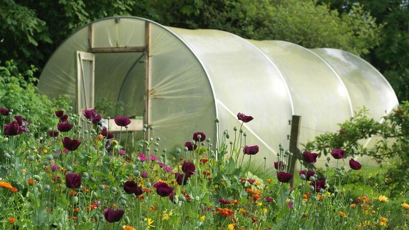 This is the time of year when opportunistic fungal and bacterial diseases and plant pests can easily become established in the polytunnel unless you’re careful.