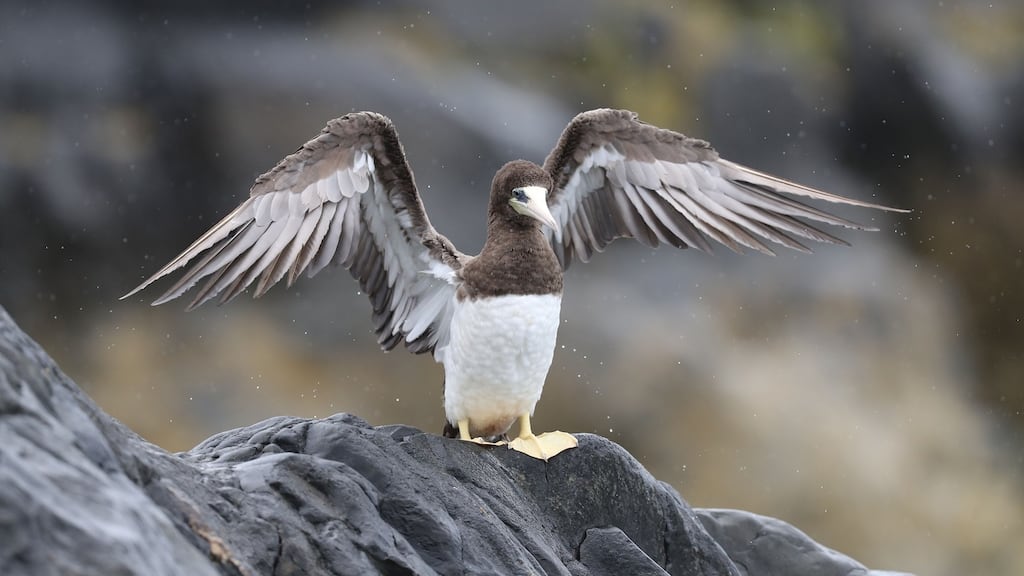 The brown booby in Greystones in Co Wicklow. The large seabird is usually found fishing in tropical waters in the Gulf of Mexico and the Caribbean. Photograph: Nick Bradshaw