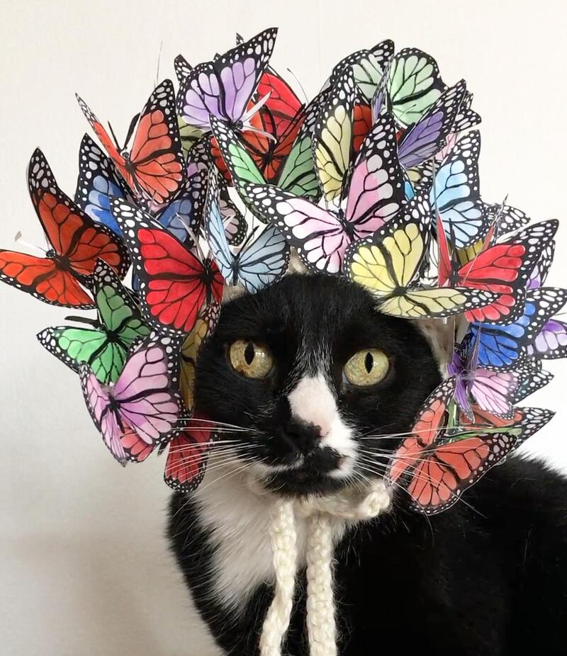 Charlie, the 14-year-old pet of Kendal Kost from Chicago, has always worn Philip Treacy-inspired hats