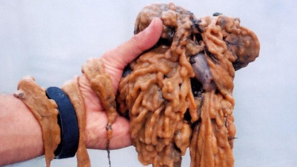 Didemnum vexillum or Japanese sea squirt – also known as marine vomit:  can smother other marine life. Photograph Dr Dan Minchin.