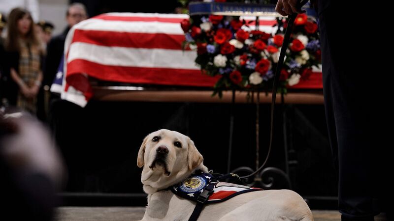 Sully, the service dog, lies next to the casket  of former president George HW Bush  in the US Capitol’s rotunda on December 4th Photograph: Brendan Smialowski/AFP/Getty