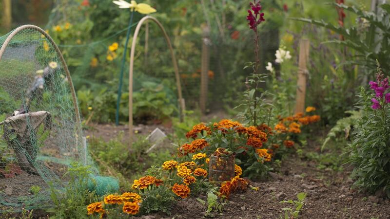 A charming mixture of vegetables and flowers sharing space in a Cork allotment. Photograph: Richard Johnson.