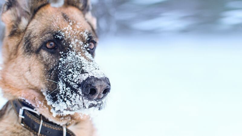 ‘A German Shepherd if I am not mistaken” snarls one man. ‘A fine dog like that could feed us for days couldn’t it? You wouldn’t deny us a meal, would you?’