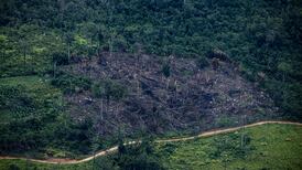 Area of rainforest the size of Switzerland cleared in 2022 despite Cop26 pledge