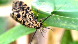 What’s this insect I spotted on a hedgerow? Readers’ nature queries