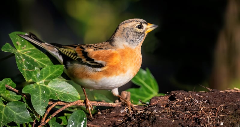 Brambling. Photograph: Janice Mulligan