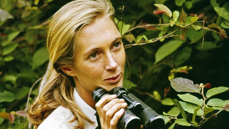 Jane Goodall appears in the television special “Miss Goodall and the World of Chimpanzees” originally broadcast on CBS, Wednesday, in 1965. Phototgraph: CBS via Getty Images