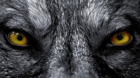 The return of the large predator to mainland Europe