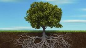 Irish Roots: Genealogy dug up and mapped