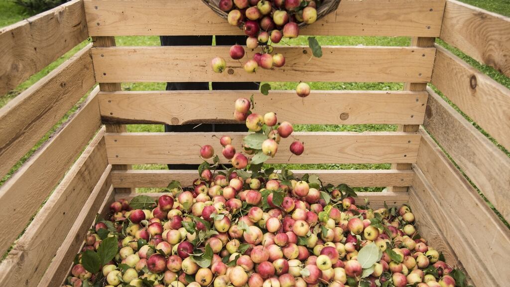 With a market share of just 6.9% of the Irish beer market, the entire Irish cider category is seen as beer’s poor relation, but there’s more to its potential than meets the eye.