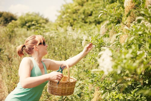 Edible bushes to grow for elderflower cordial, sloe gin, jams and syrups