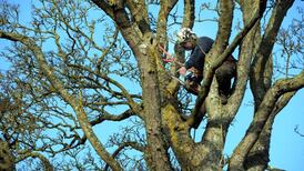 The Specialist: Stephen Buchanan, tree surgeon