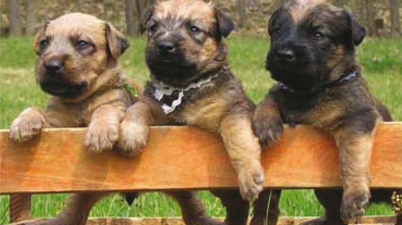 Wheaten terrier pups
