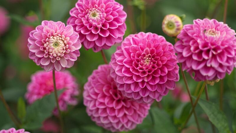 Some Dahlias need support/careful staking to prevent damage from wind and rain. Photo Credit Richard Johnston