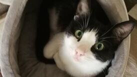 Bees, bikes and books: give the gift of charity this Christmas