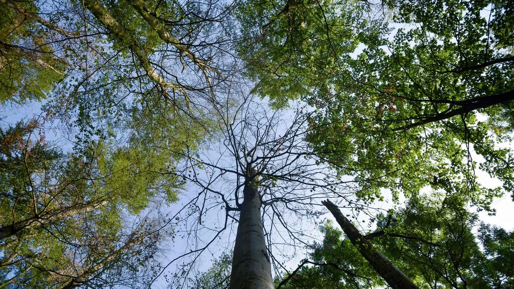 Beech trees suffering from drought stress in a forest in Warburg, western Germany. Photograph: Ina Fassbender/AFP/Getty Images